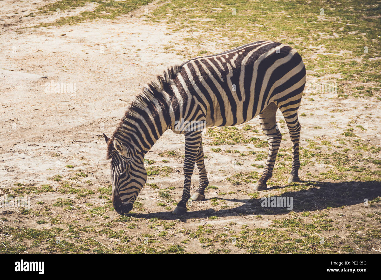 Zebra (Equus quagga) grazes on wild grass in sandy soil in a vintage garden setting Stock Photo