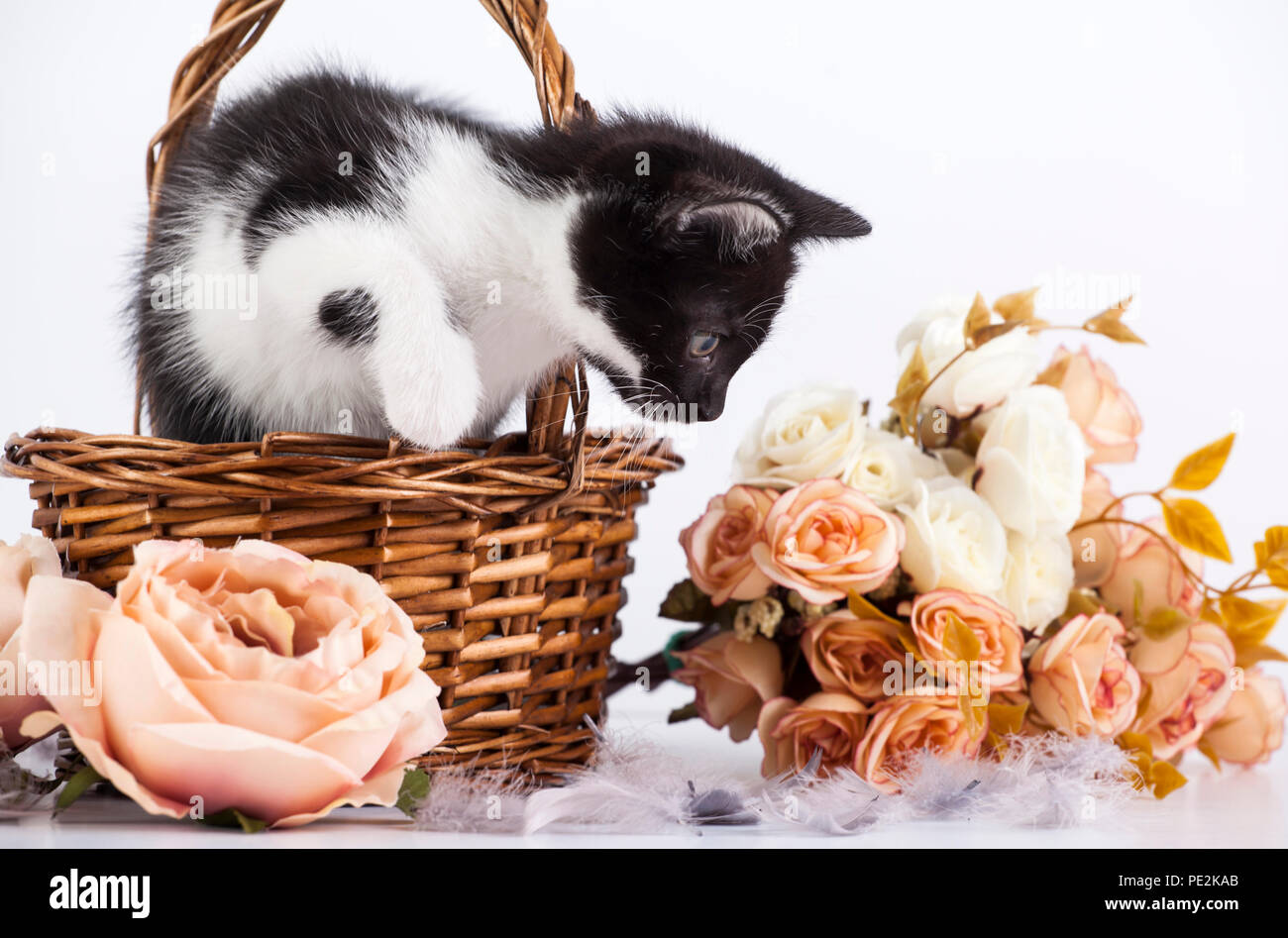 Cute little kitten in basket with flowers Stock Photo - Alamy