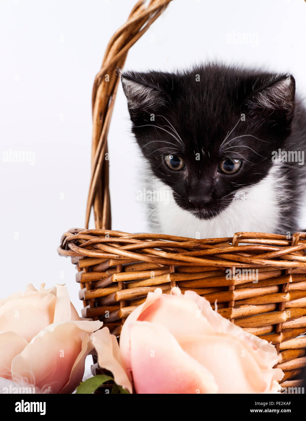 Cute little kitten in basket with flowers Stock Photo - Alamy
