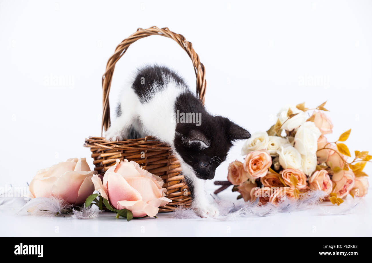 Cute little kitten in basket with flowers Stock Photo - Alamy