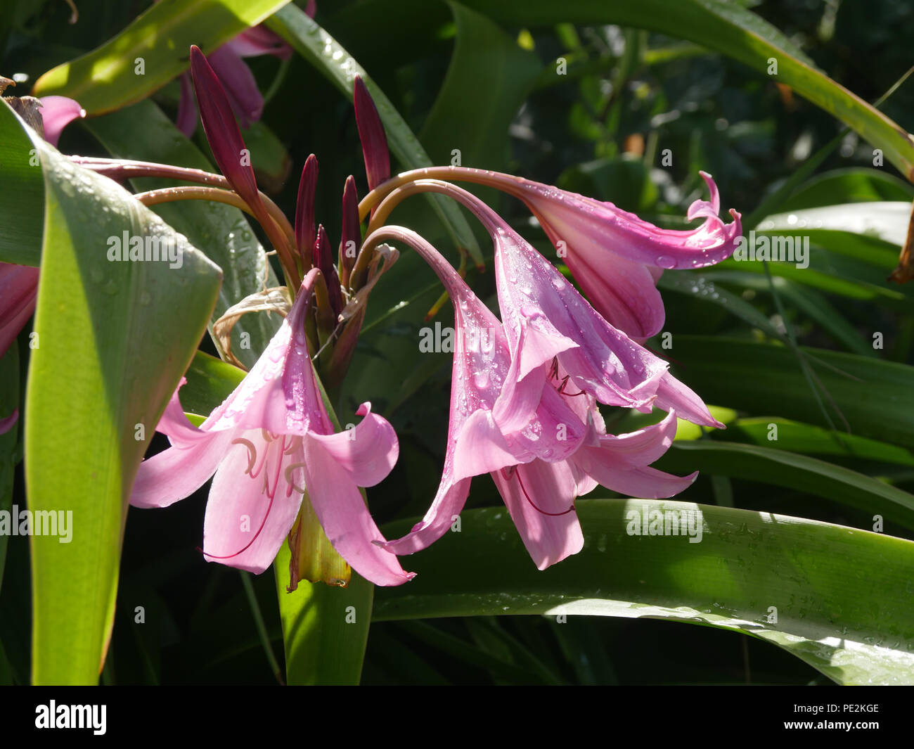 Crinium hi-res stock photography and images - Alamy