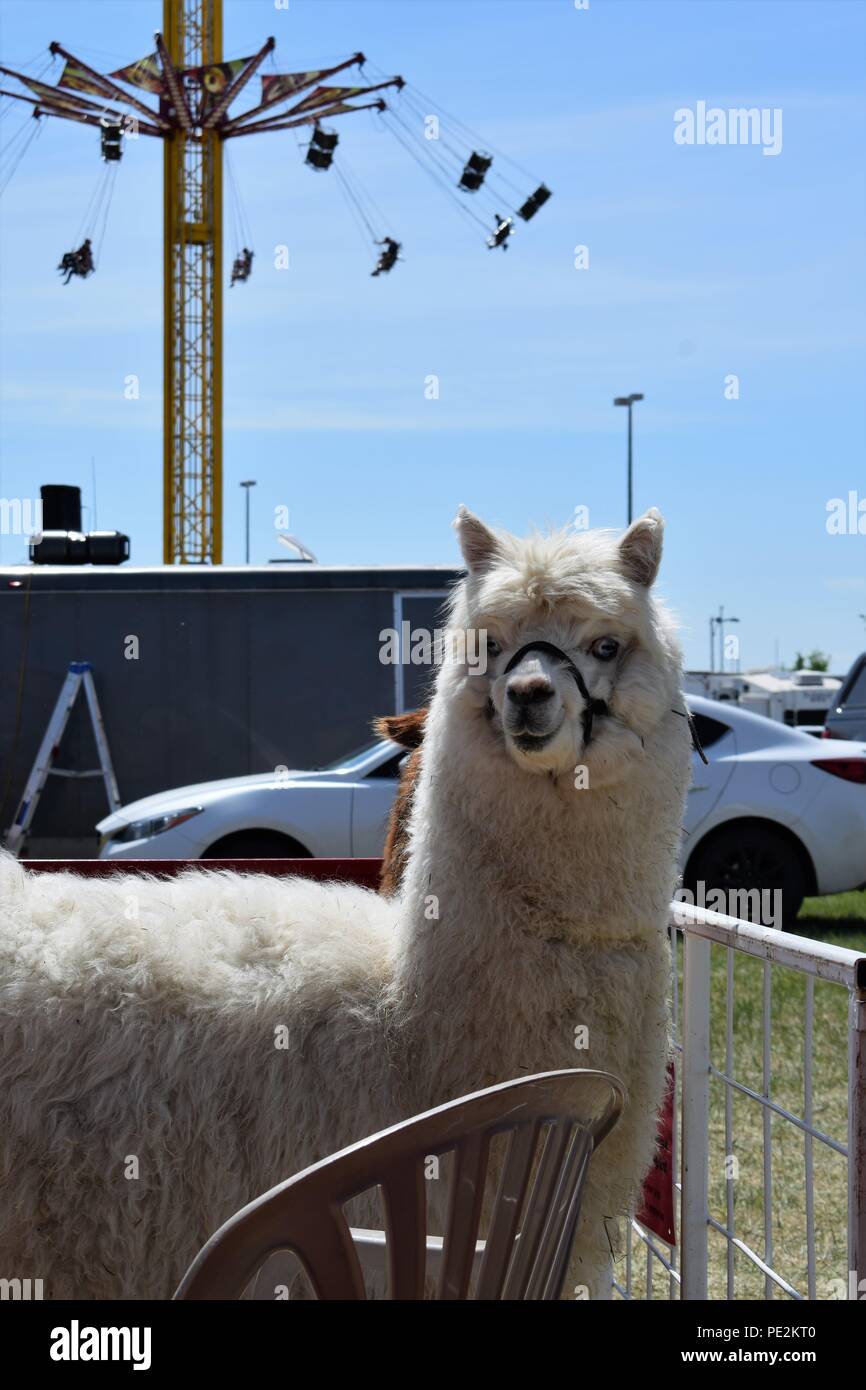 Llama at the petting zoo Stock Photo
