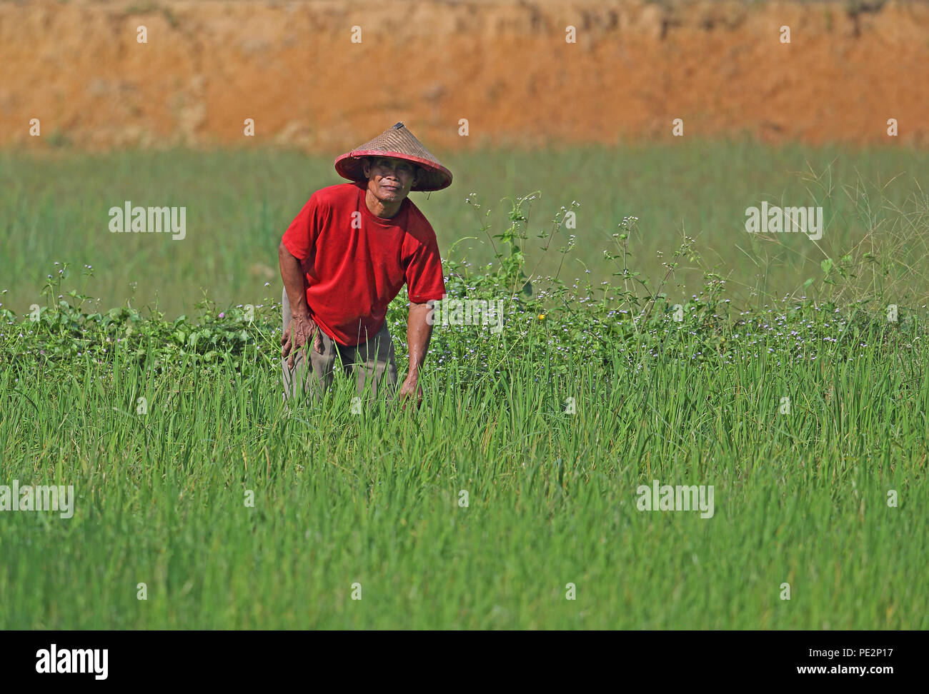 farmer tending rice crop  near Way Kambas NP, Sumatra, Indonesia         June 2014 Stock Photo