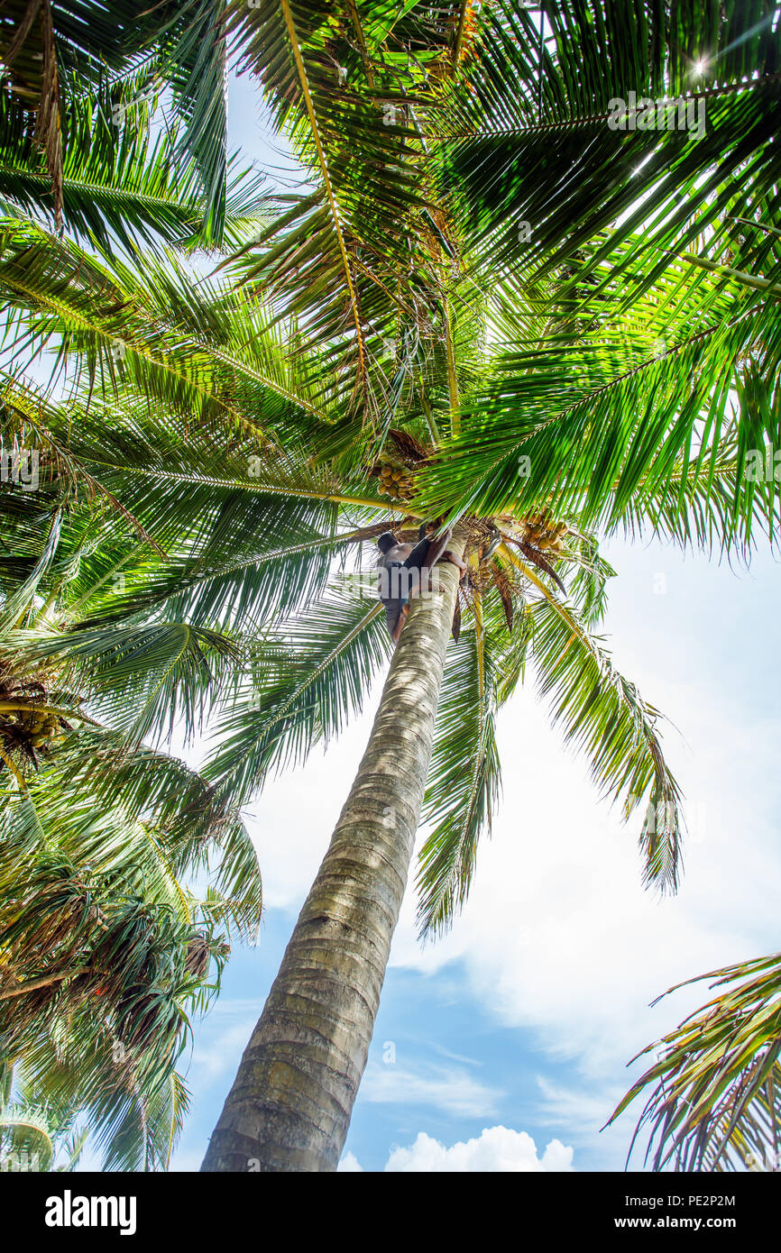 Man climbing a palm tree Stock Photo