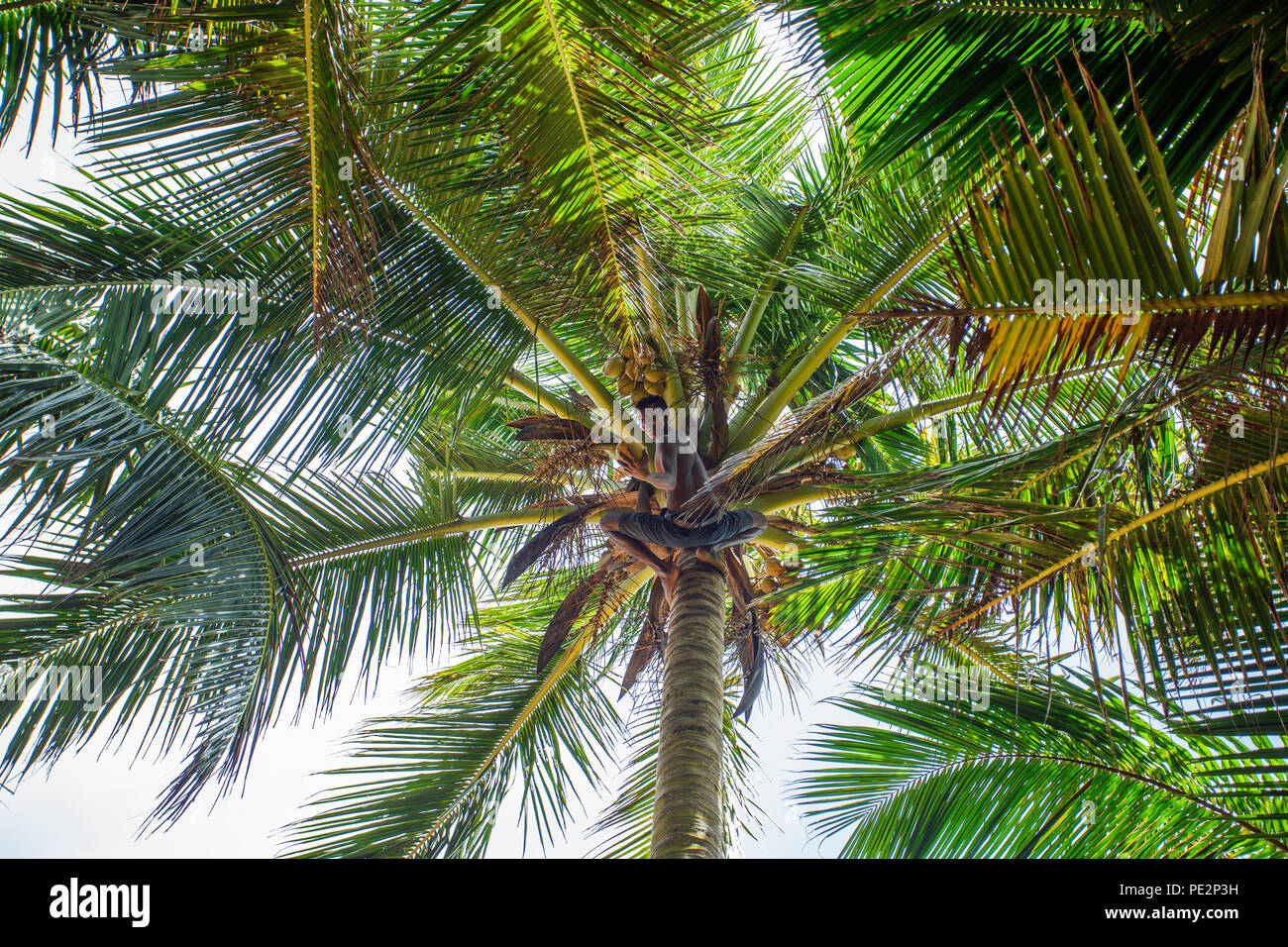 Man climbing a palm tree Stock Photo - Alamy