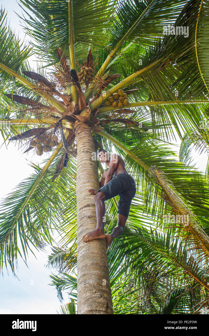 Man climbing a palm tree Stock Photo Alamy