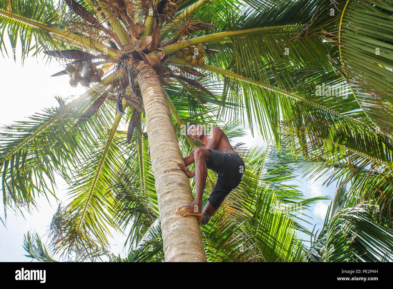 Man climbing a palm tree Stock Photo Alamy