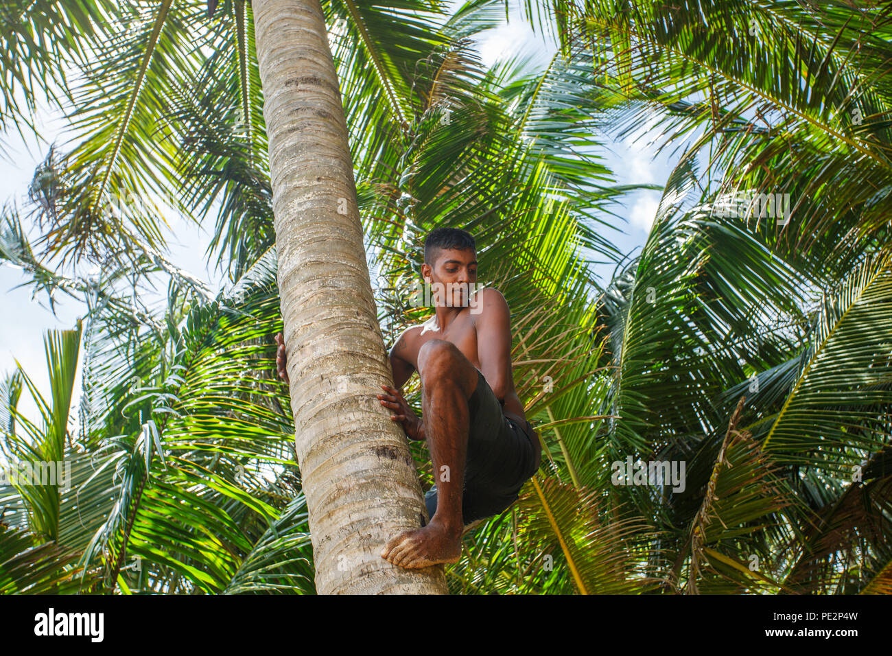Man climbing a palm tree Stock Photo - Alamy