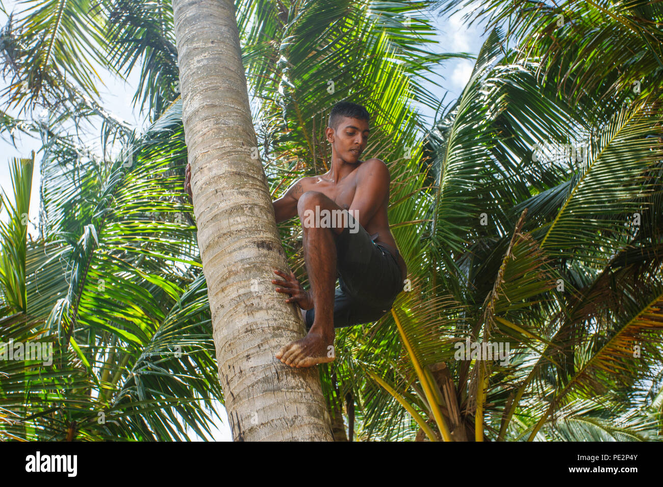 Man climbing a palm tree Stock Photo Alamy