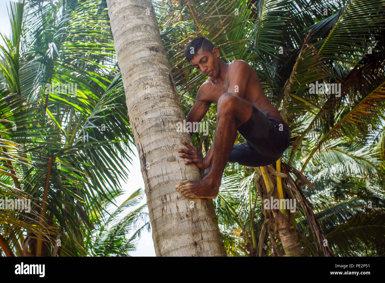 Man climbing a palm tree Stock Photo