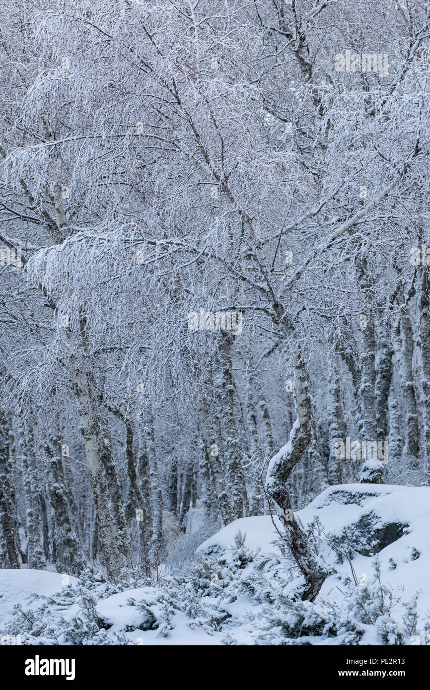 birch tree woodland in the snow, near Penhas da Suade, Serra da Estrela, Portugal Stock Photo