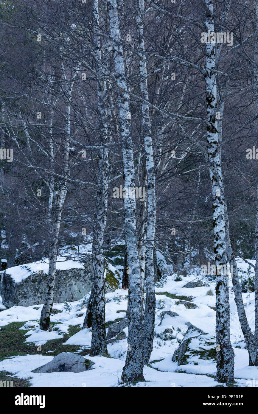 birch tree woodland in the snow, near Penhas da Suade, Serra da Estrela, Portugal Stock Photo