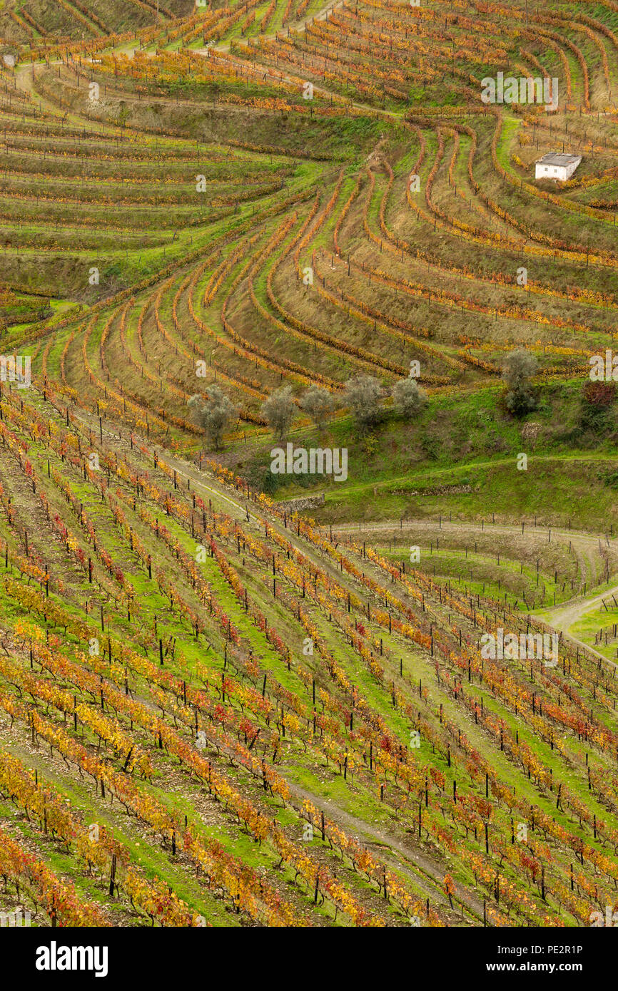 Patterns in stepped field terraces, autumn after the grape harvest, Alto Douro Port wine region, Portugal Stock Photo