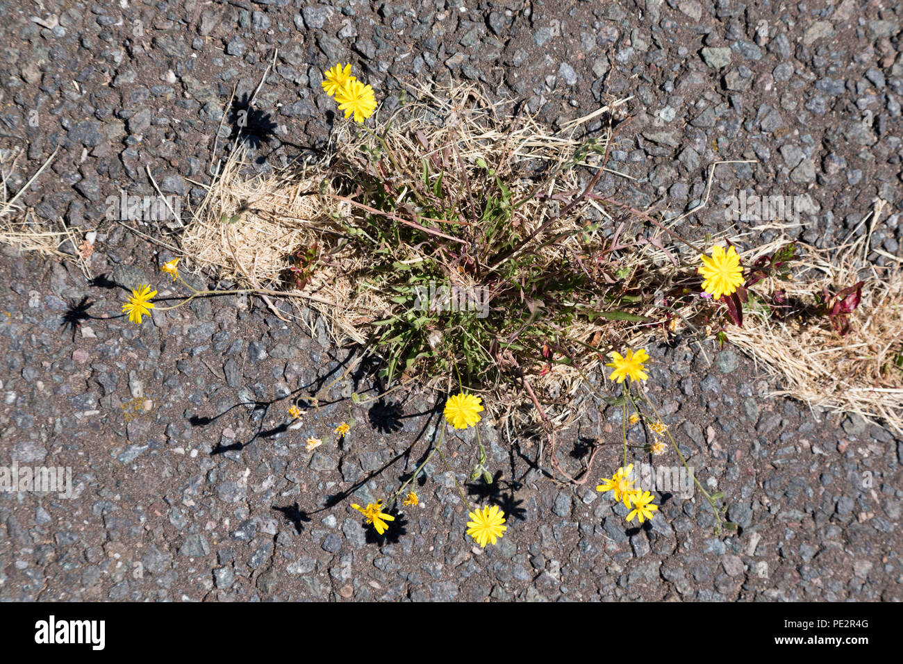 Weeds growing through the tarmac road surface. Stock Photo
