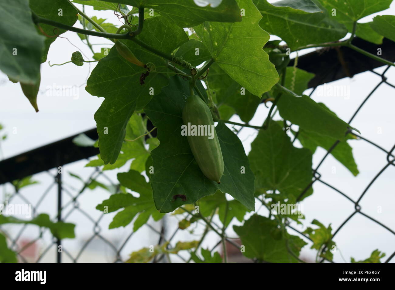 Ready to eat ivy gourd hanging from climber plant Stock Photo