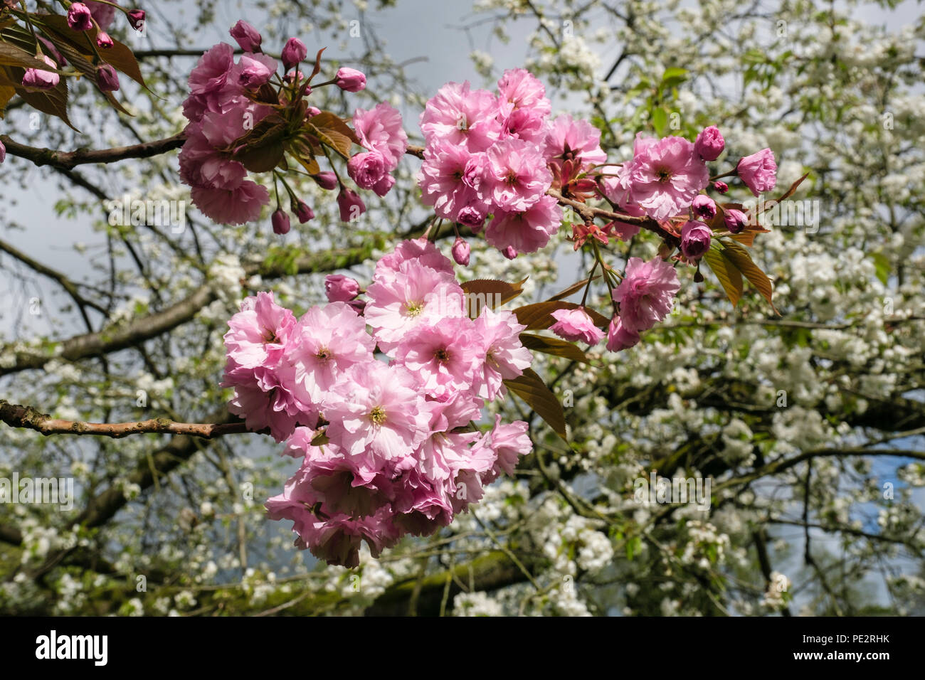 Double pink flowers of ornamental Cherry blossom  Sato Zakura 'Kanzan' against white tree blossom in an urban park in spring. England, UK, Britain Stock Photo
