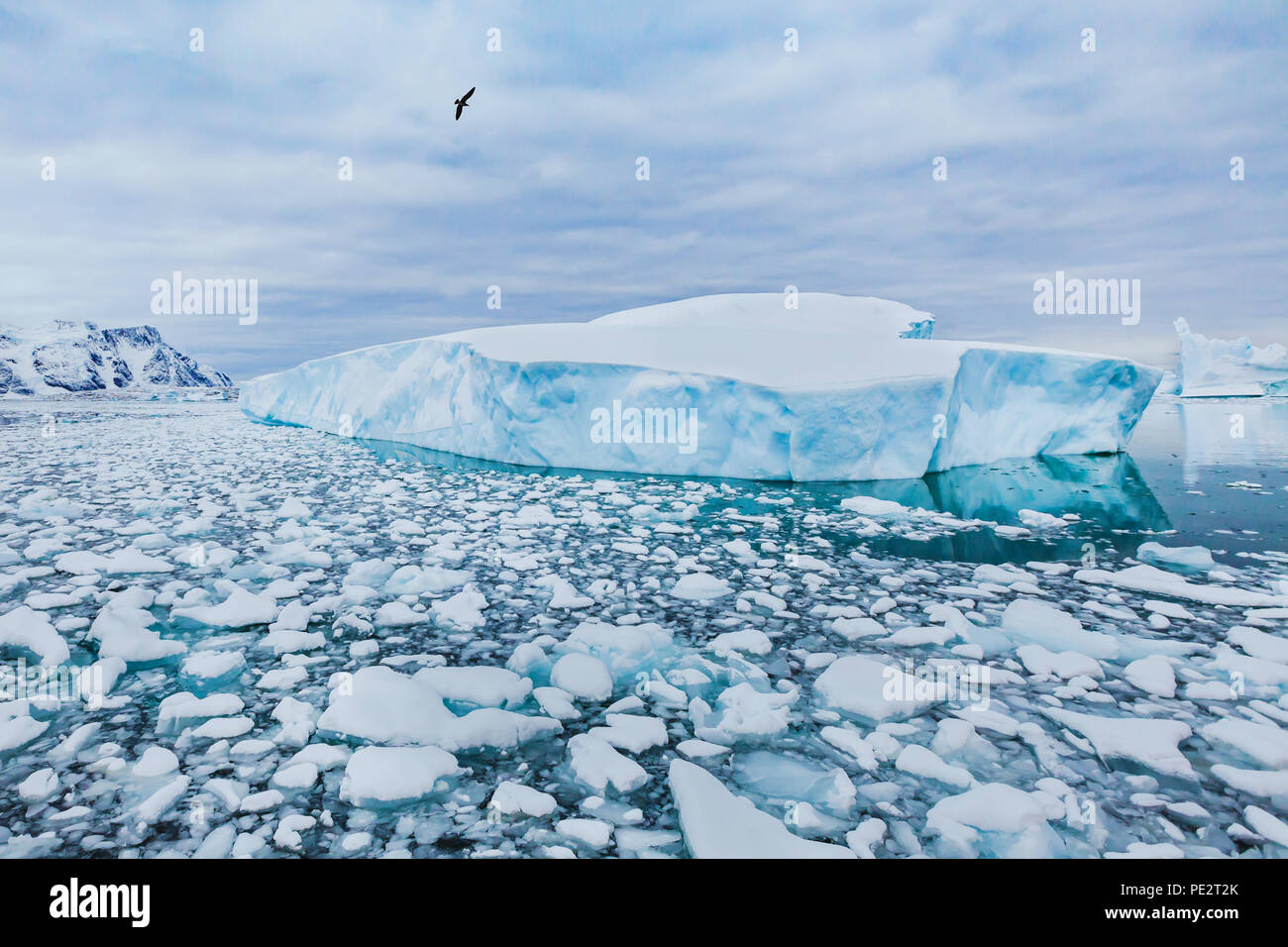 Antarctica nature beautiful landscape, bird flying over icebergs Stock Photo