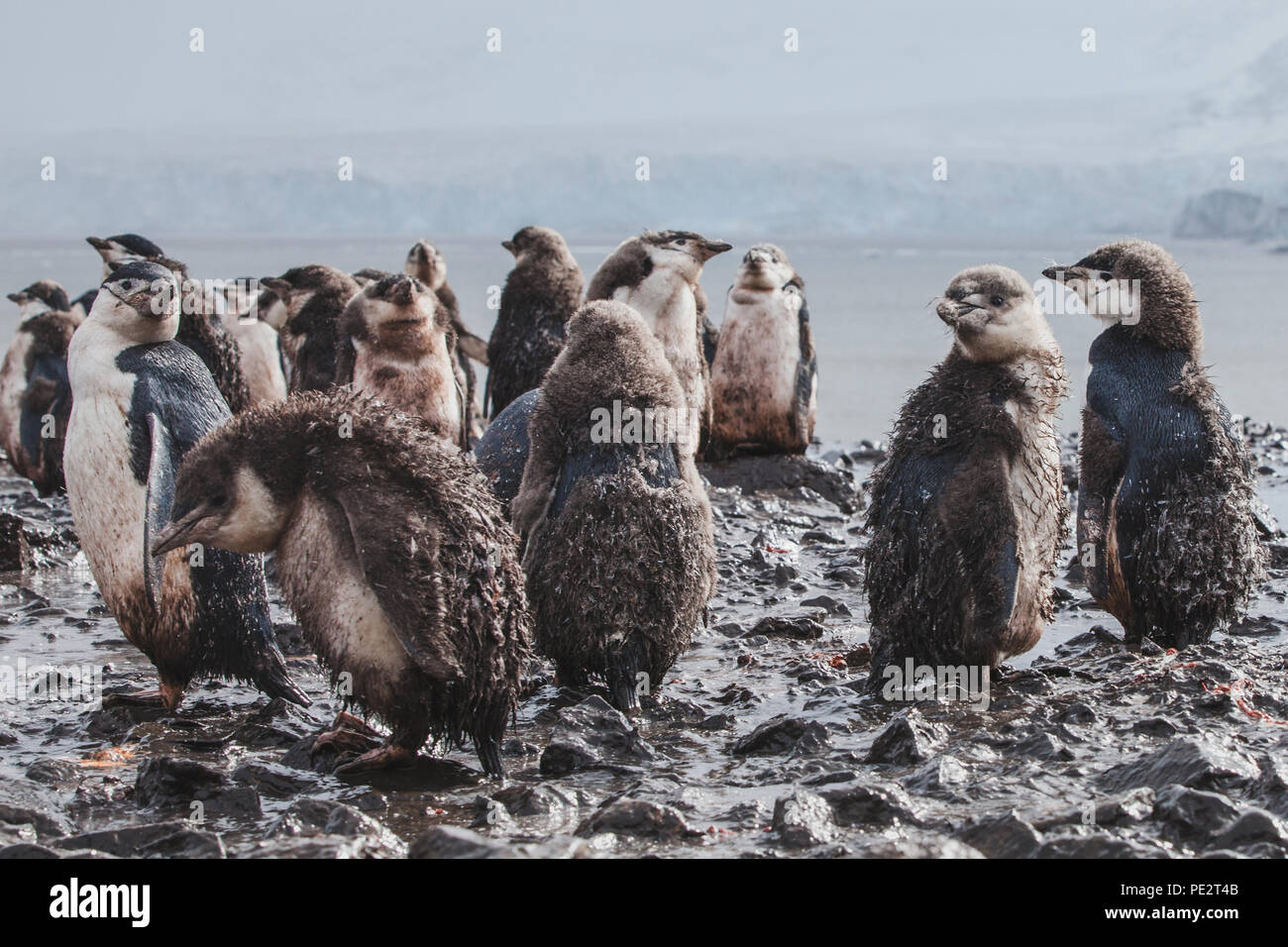dirty wet baby penguins in the mud under rain in Antarctica, funny bird animal, unlucky bad unhappy day Stock Photo