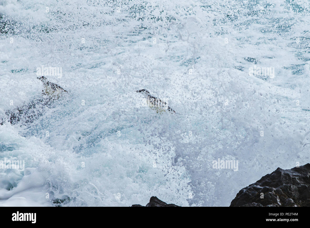 penguins struggling to survive in Antarctica, swimming in big waves Stock Photo