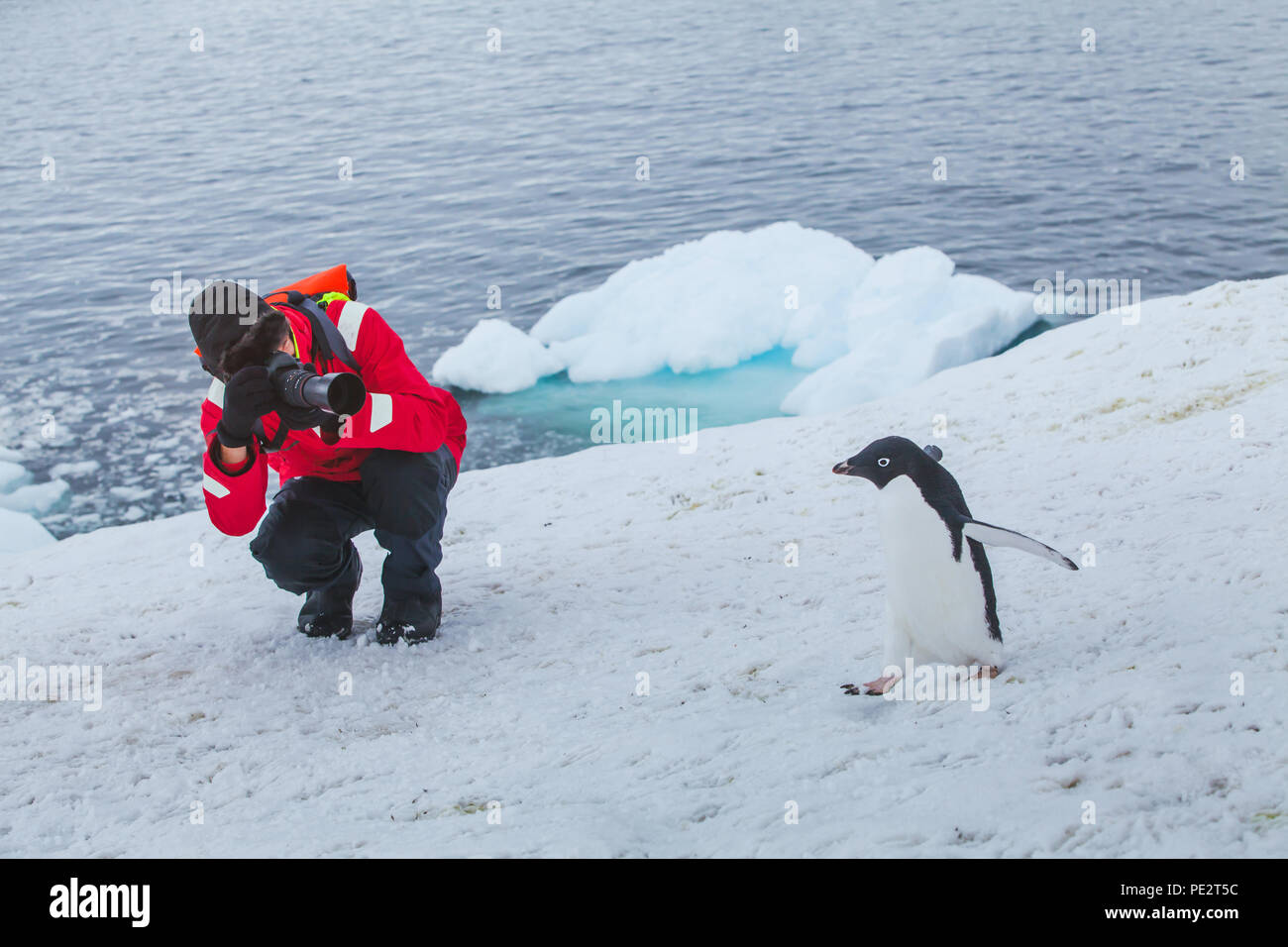tourist wildlife photographer taking photo of bird adelie penguin in Antarctica Stock Photo