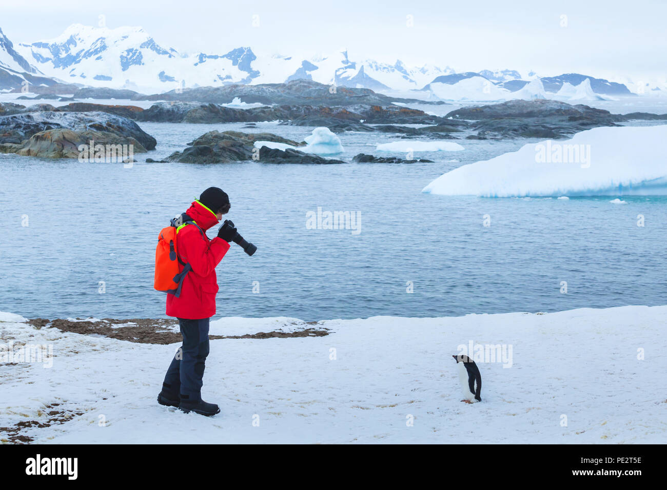 photographer and model, bird wildlife nature photography, tourist taking photo of penguin in Antarctica with big dslr camera and tele lens Stock Photo