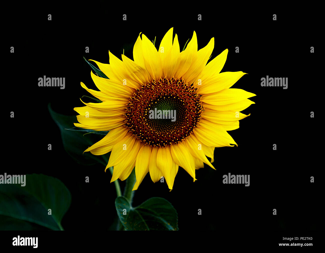 sunflower in the dark II Stock Photo Alamy