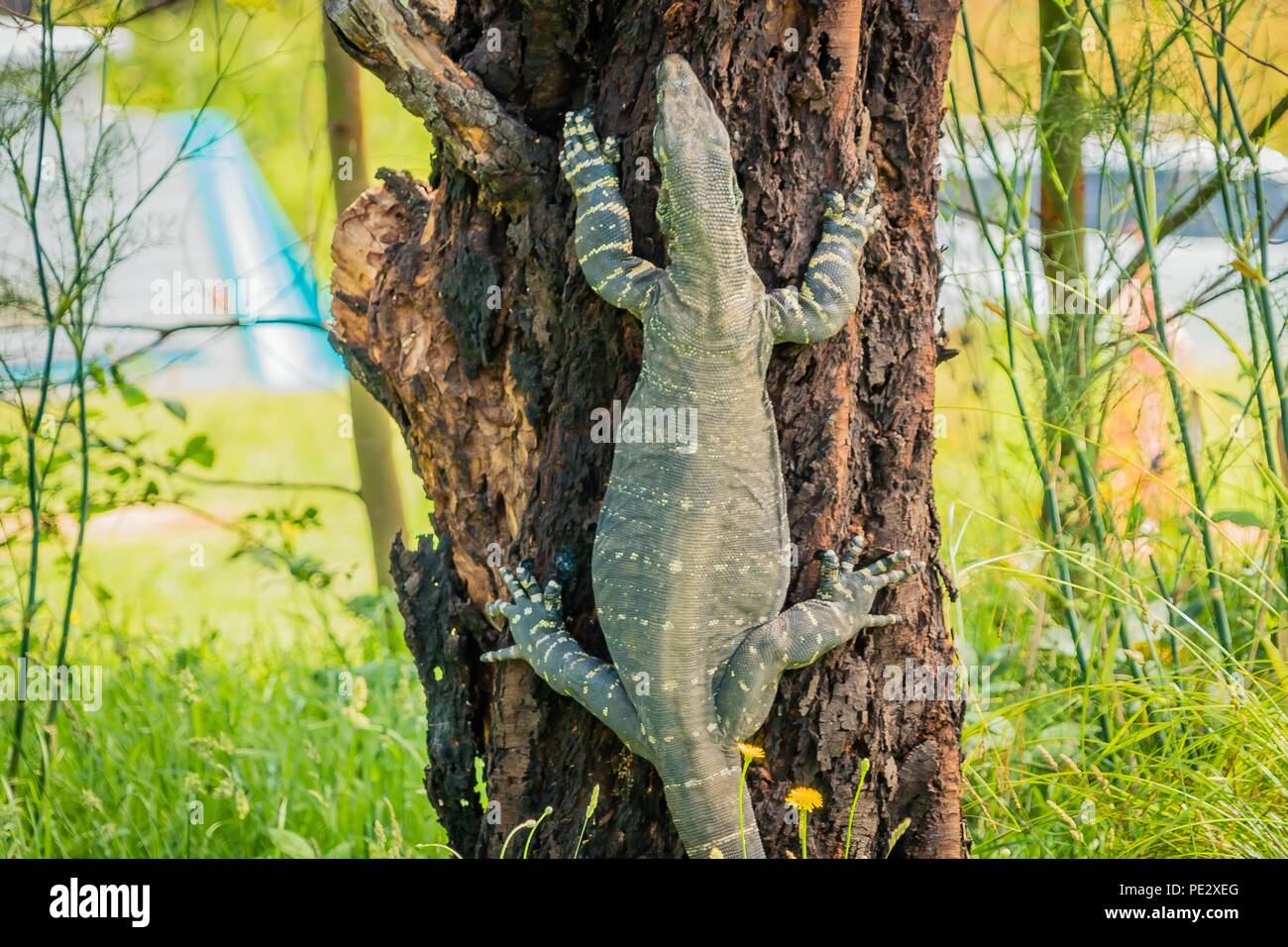Goanna monitor lizards of the genus Varanus, climbing a tree Stock