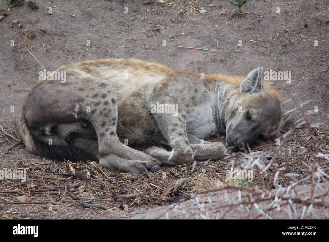 A Hyena in the Kruger Park, South Africa Stock Photo