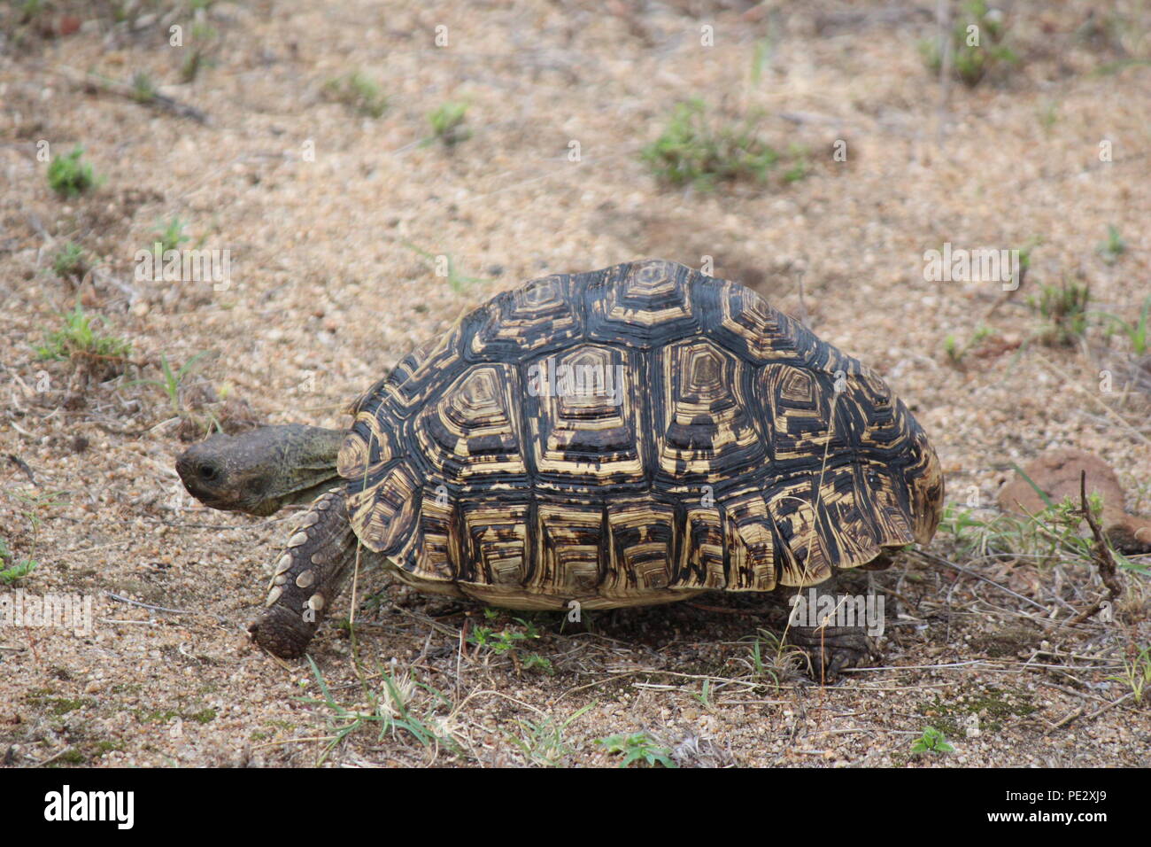 A turtle in the Kruger Park in South Africa Stock Photo