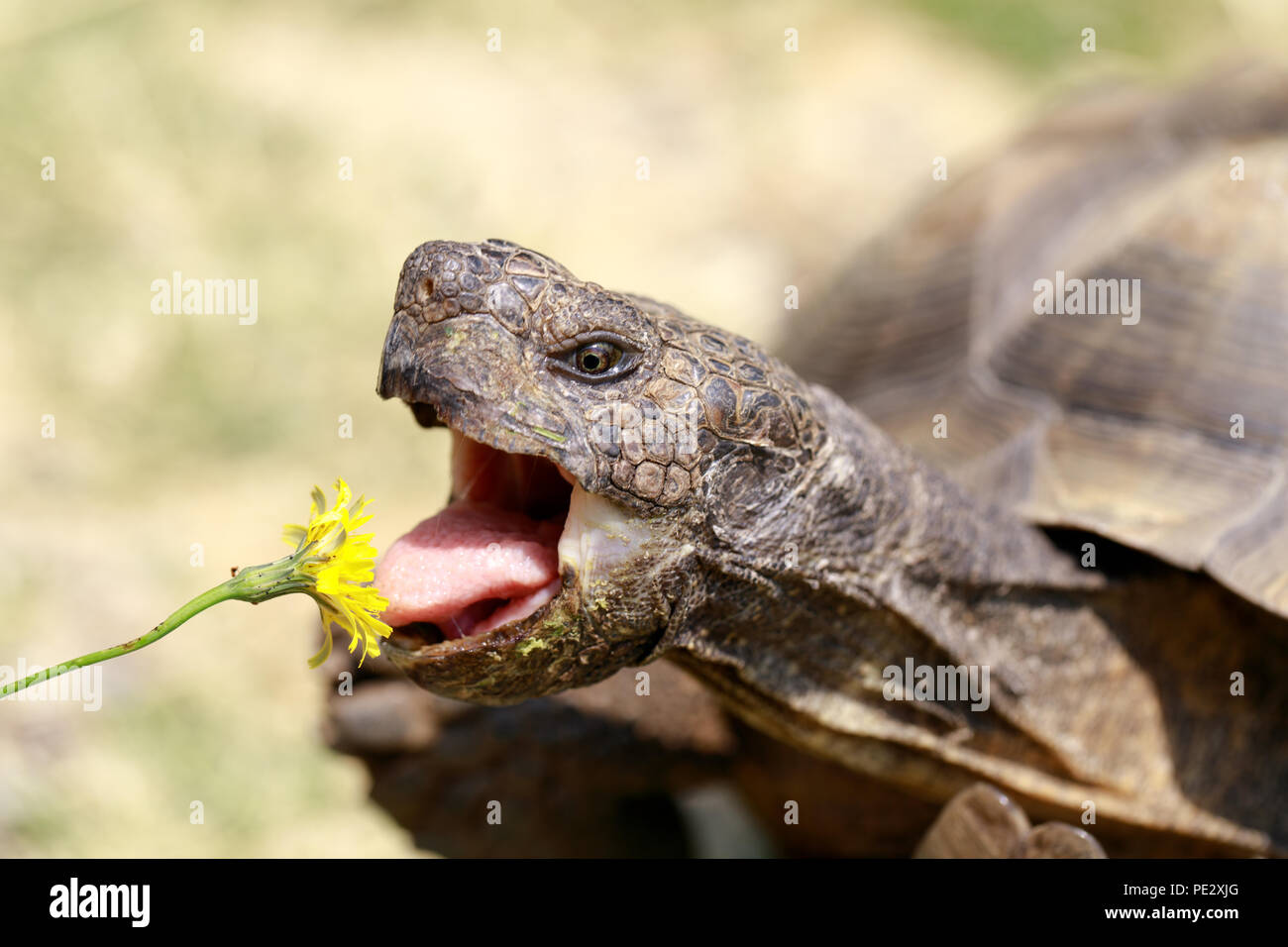 Captive adult male California Desert Tortoise eating Dandelion. Stock Photo