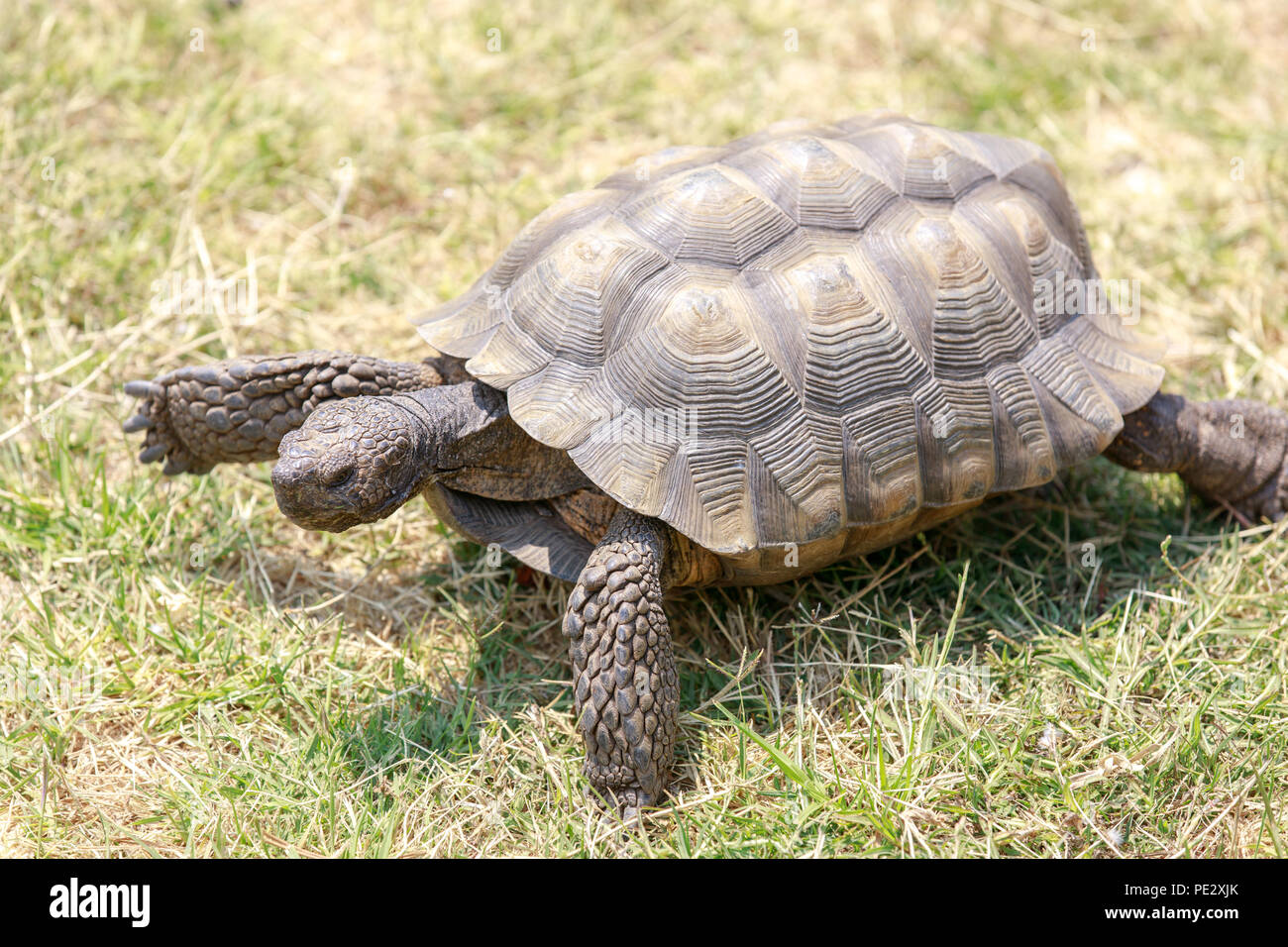 Captive adult male California Desert Tortoise walking on grass. Stock Photo