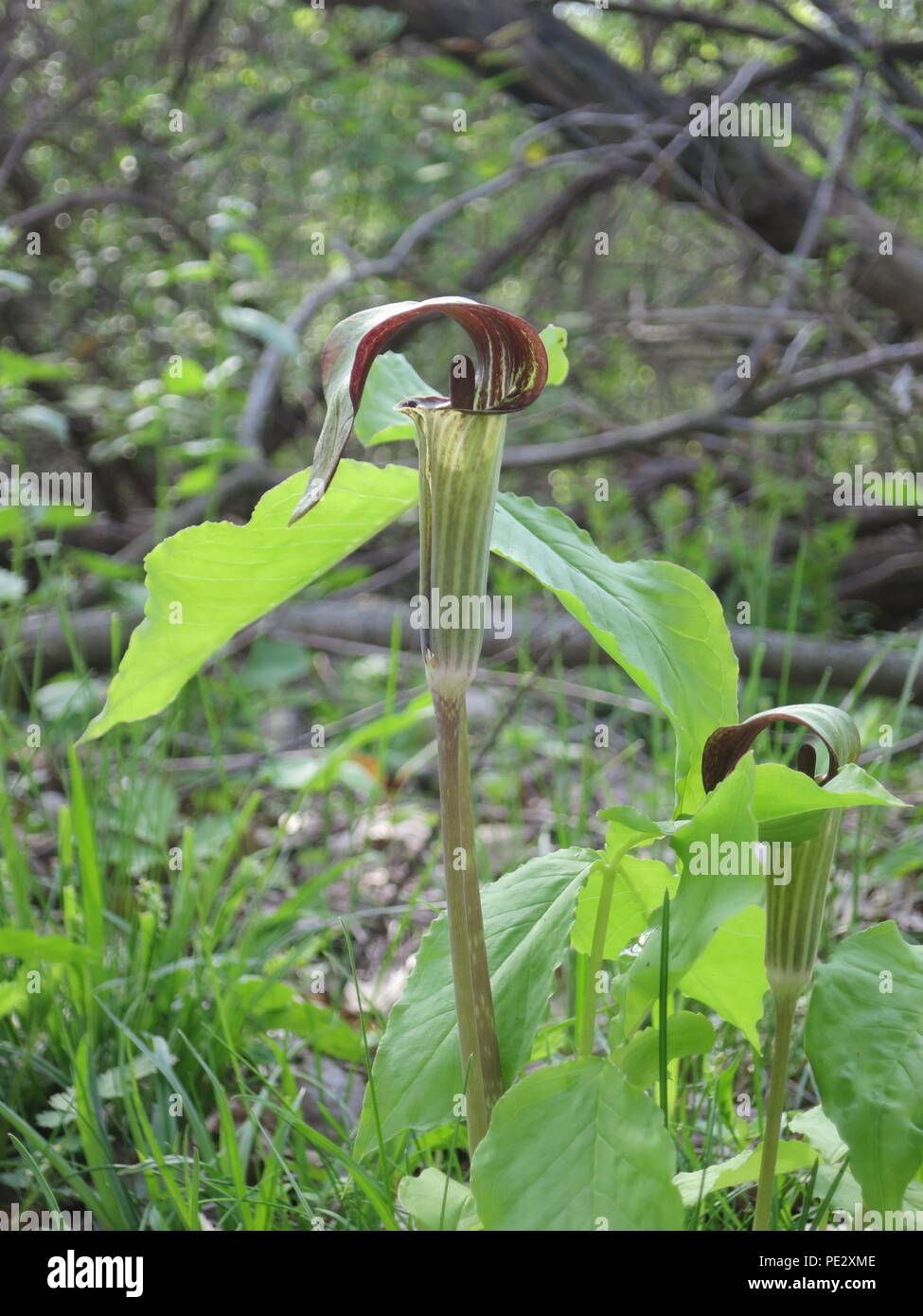 Trumpet pitchers sarracenia meat eating venus flytrap plant growing in the wild green forest nature habitat Stock Photo