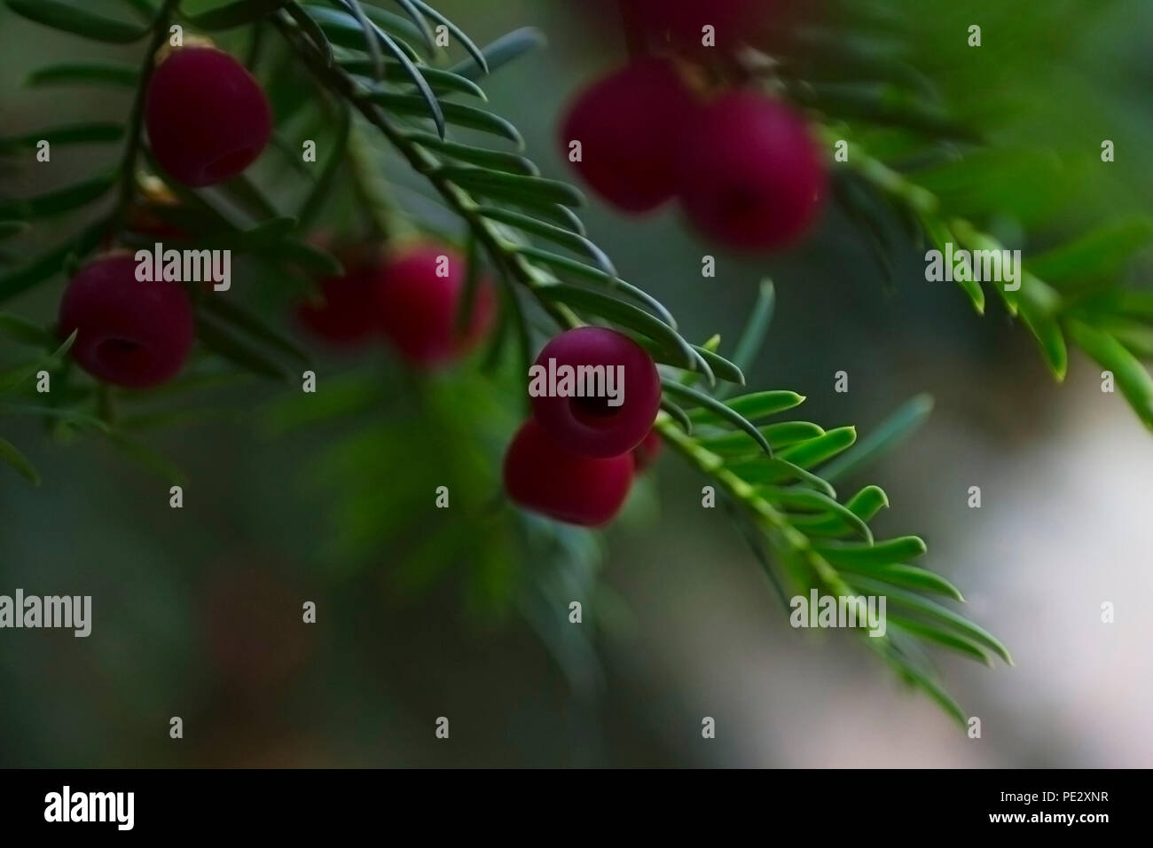 Red berries on a yew conifer tree Stock Photo - Alamy
