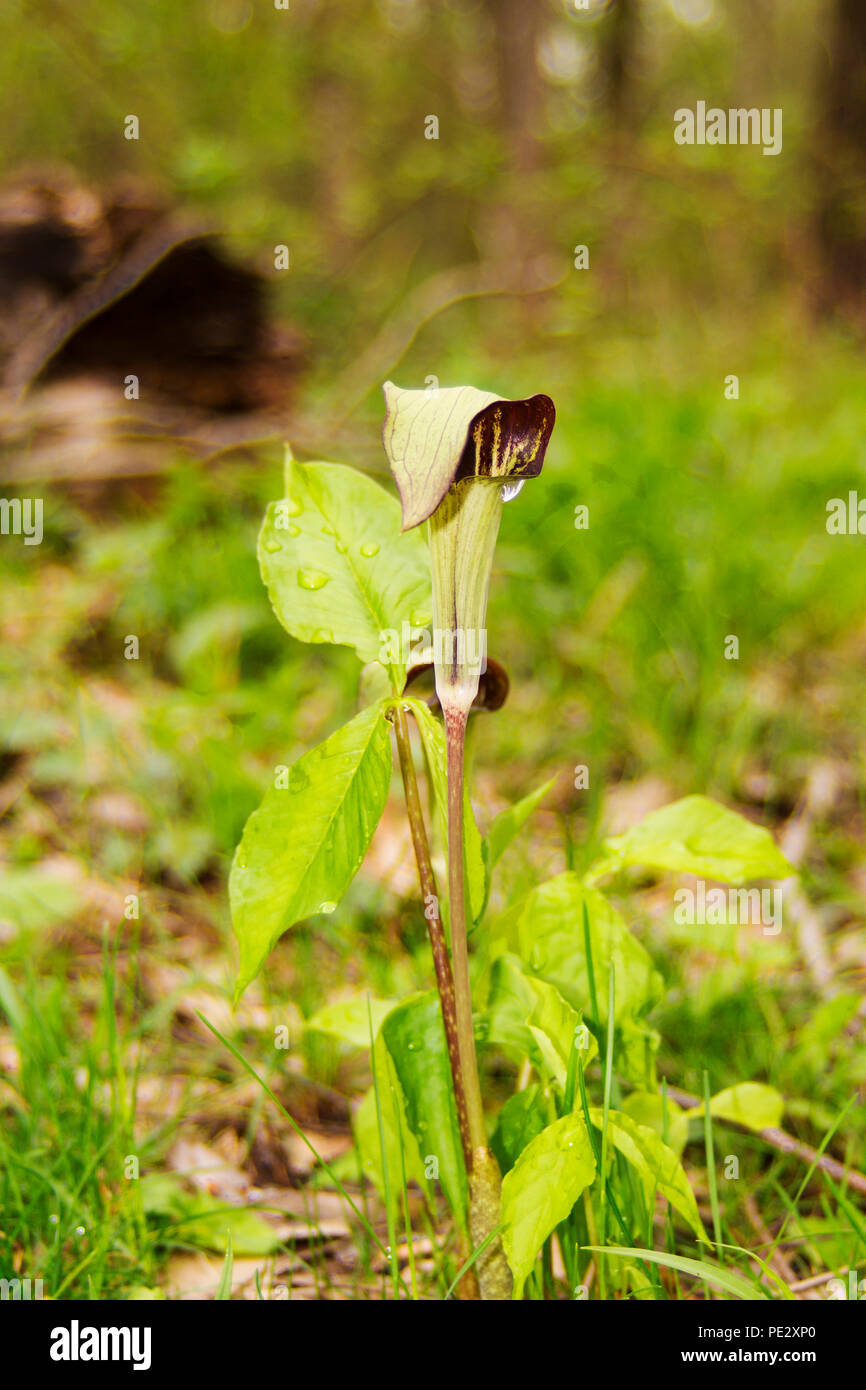 Trumpet pitchers sarracenia meat eating venus flytrap plant growing in the wild forest nature habitat Stock Photo