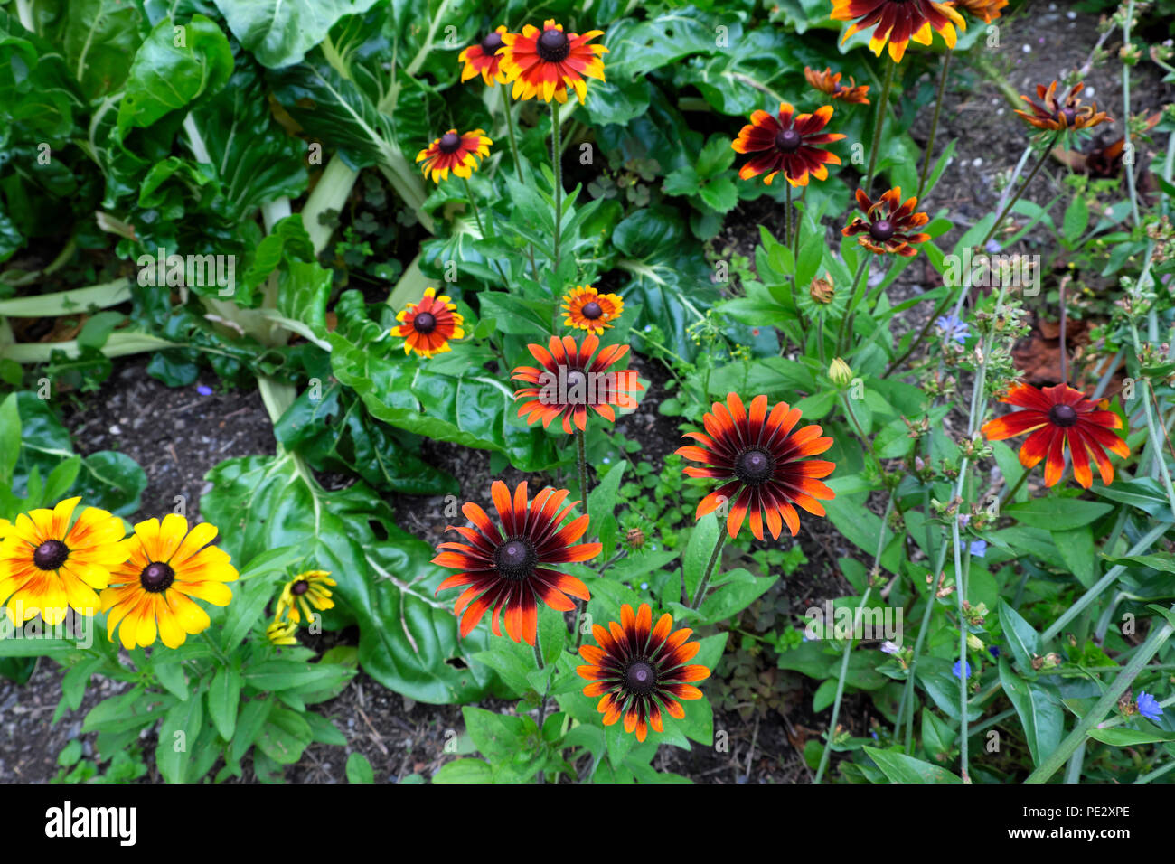 Rudbeckia plants in flower in a herbaceous border in a garden in August