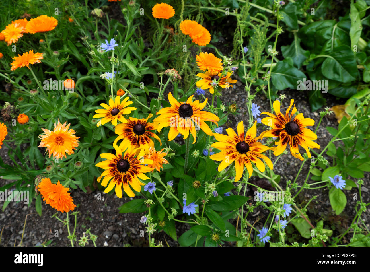 Rudbeckia plants in flower in a herbaceous border in a garden in August in Carmarthenshire West Wales UK. KATHY DEWITT Stock Photo