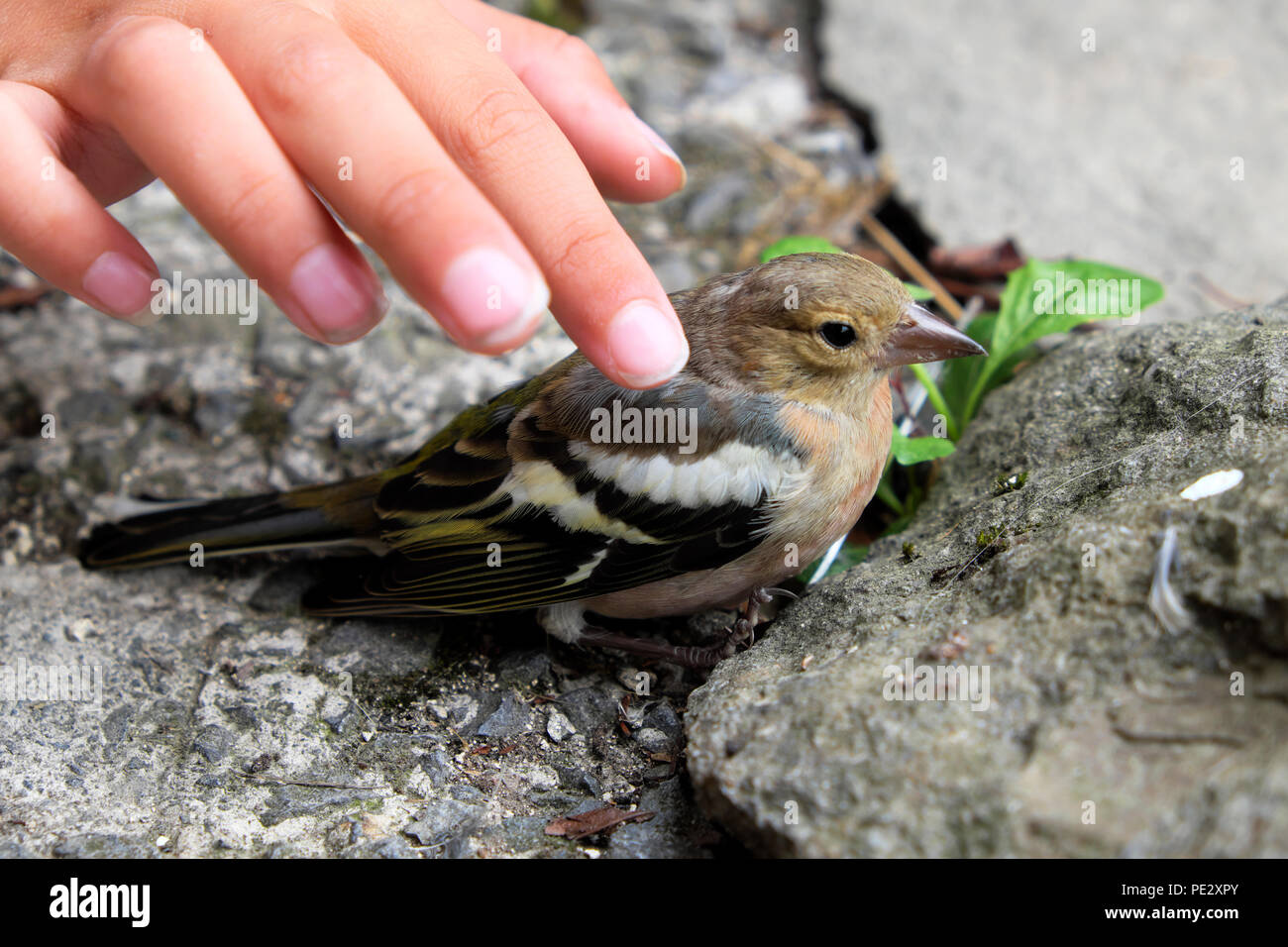 Child showing compassion stroking a chaffinch bird sitting stunned on the ground after crashing into a window Carmarthenshire Wales UK  KATHY DEWITT Stock Photo
