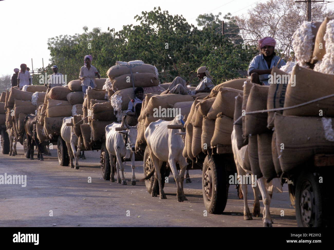 Cotton being brought for milling in Warangal, India Stock Photo