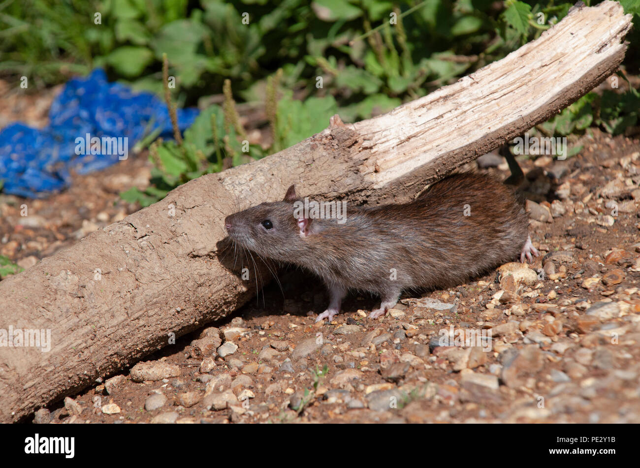 Brown Rat, (Rattus norvegicus), Brent Reservoir, also known as Welsh Harp Reservoir, Brent, London, United Kingdom Stock Photo