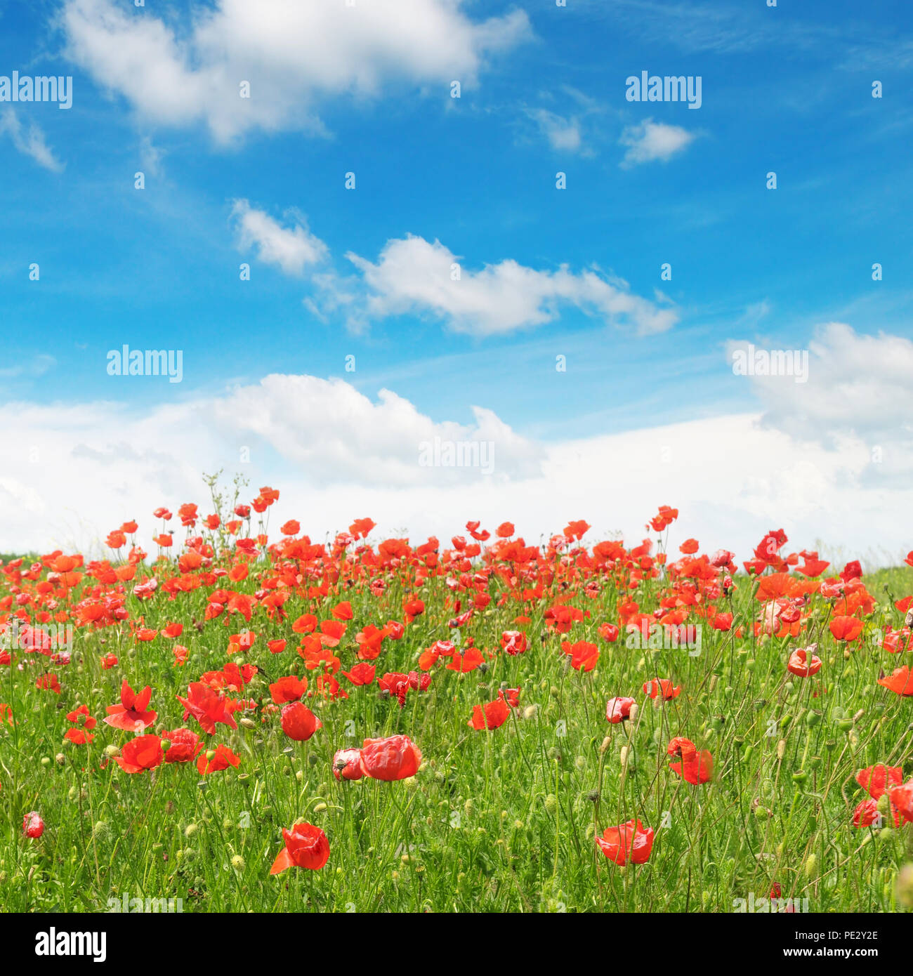 meadow with wild poppies and blue sky Stock Photo - Alamy