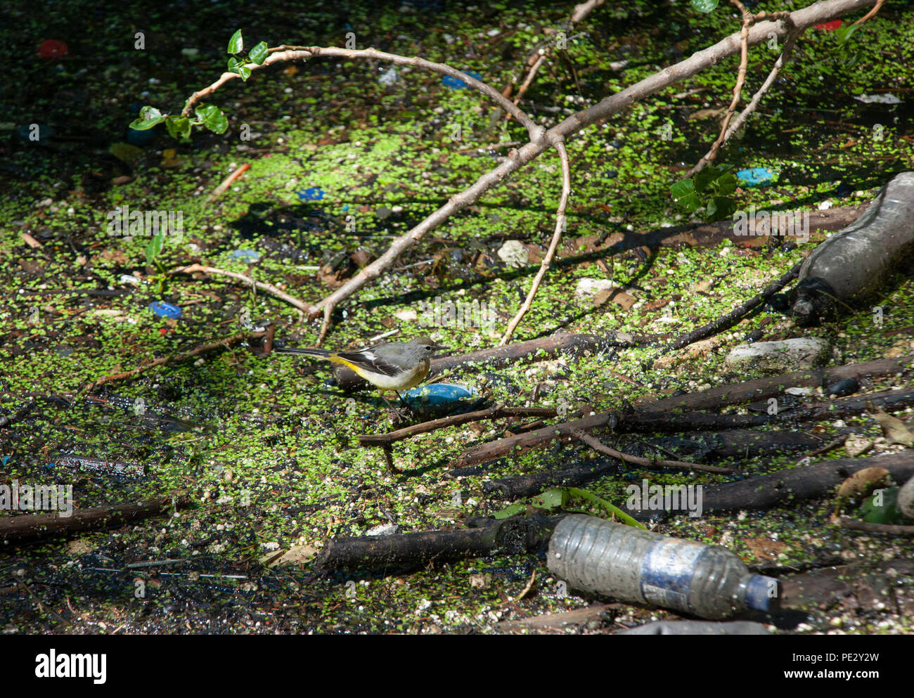 adult Grey Wagtail,(Motacilla cinerea), perched on floating rubbish in a polluted river, Brent River, near Brent Reservoir, London, United Kingdom Stock Photo