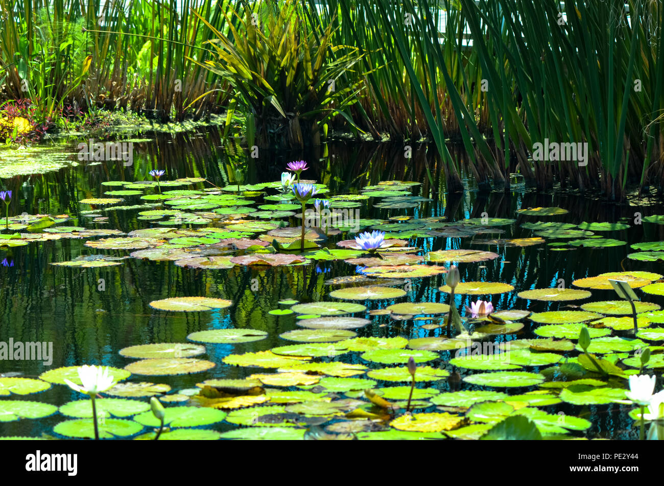 Water lily pond with blooms, Florida, USA Stock Photo Alamy