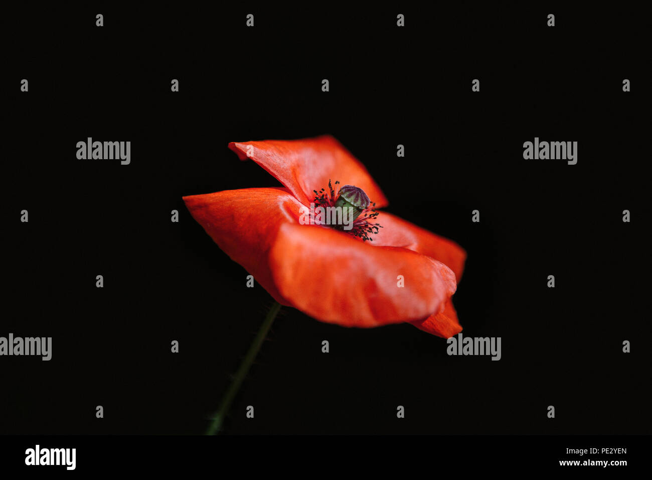 War poppy black background hi-res stock photography and images - Alamy