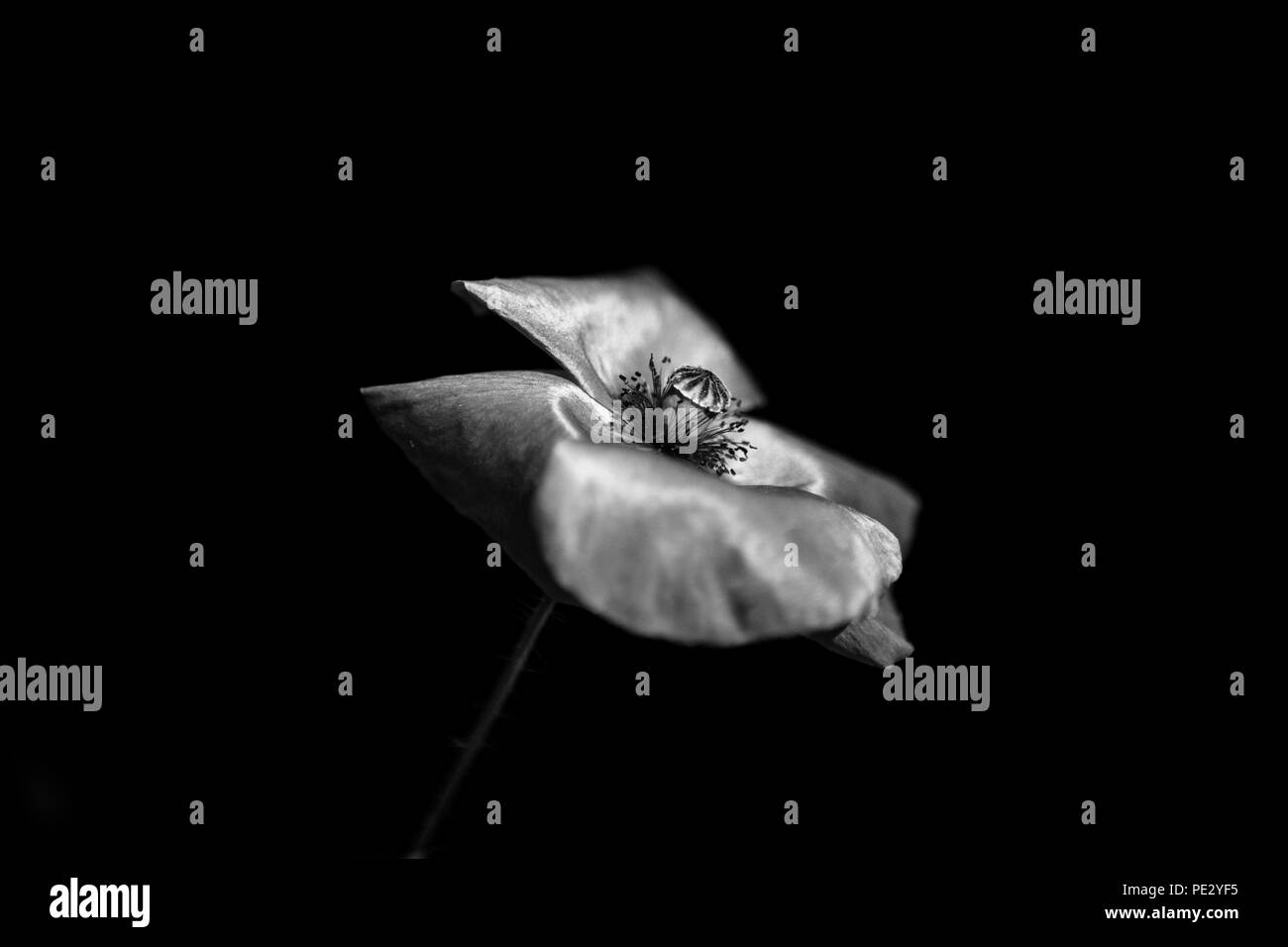 Black and white poppy hi-res stock photography and images - Alamy