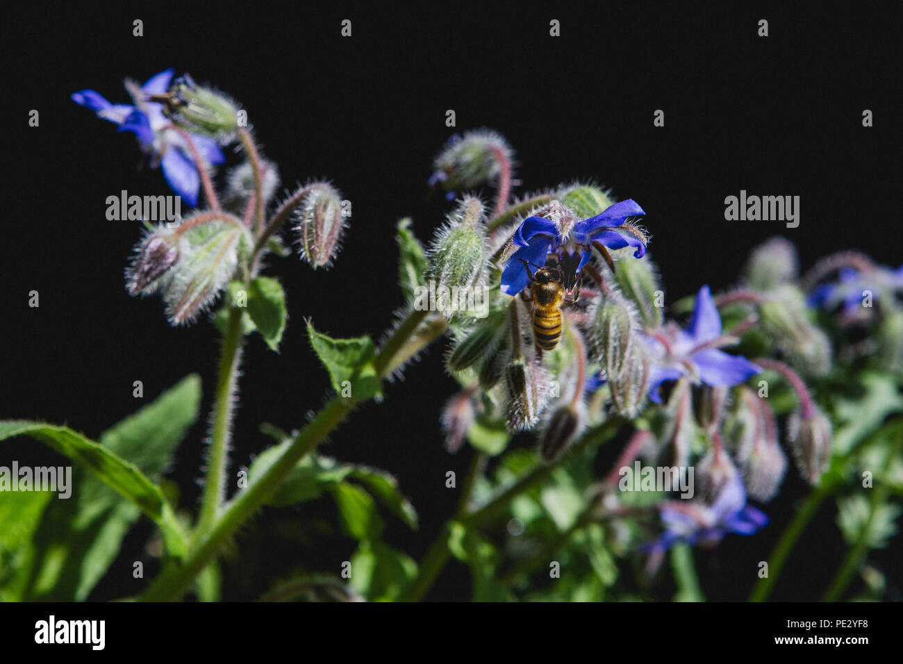 A bee collecting pollen from Borage flowers (starflower). Borage is a wild flower and edible herb with bright blue stars-shaped edible flowers. Stock Photo