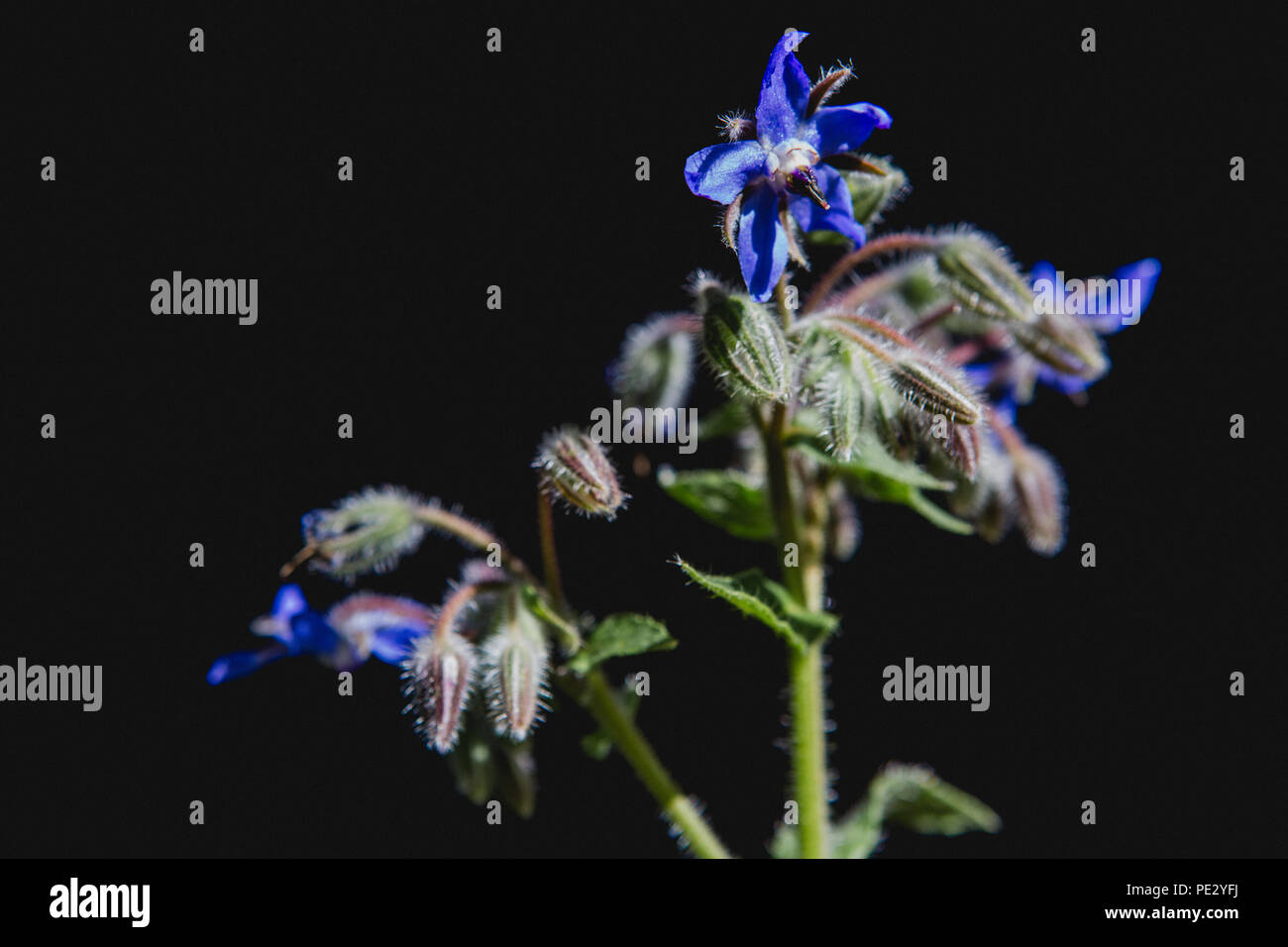 Borage (starflower) is a wild flower and edible herb with bright blue star shaped flowers (edible flowers) that can be used in salad and drinks Stock Photo