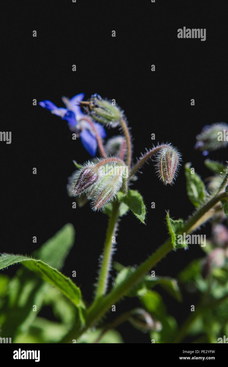 Borage (starflower) is a wild flower and edible herb with bright blue star shaped flowers (edible flowers) that can be used in salad and drinks Stock Photo