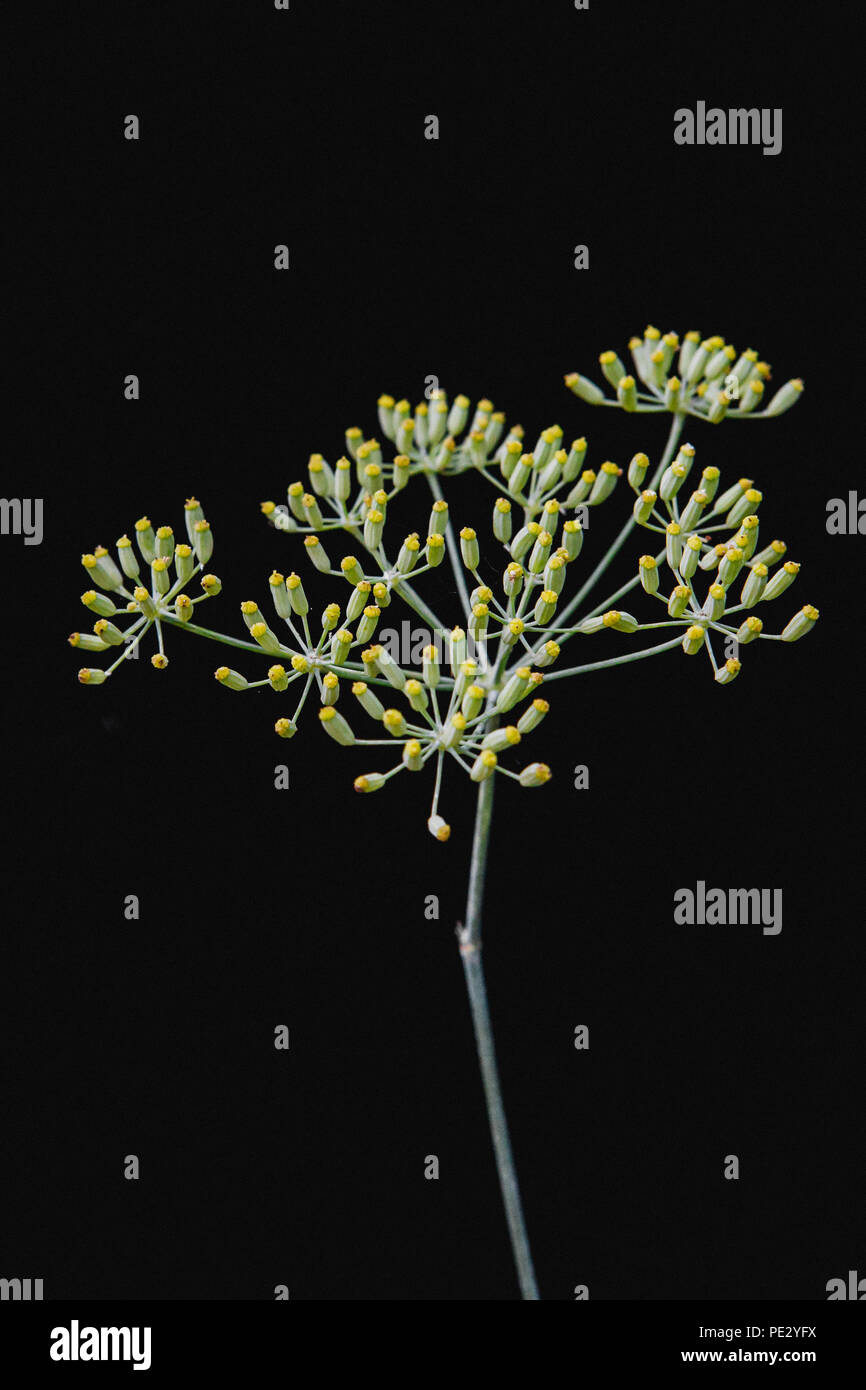 Fennel seed heads hires stock photography and images Alamy