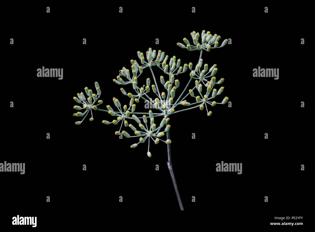 Fennel seeds texture hires stock photography and images Alamy