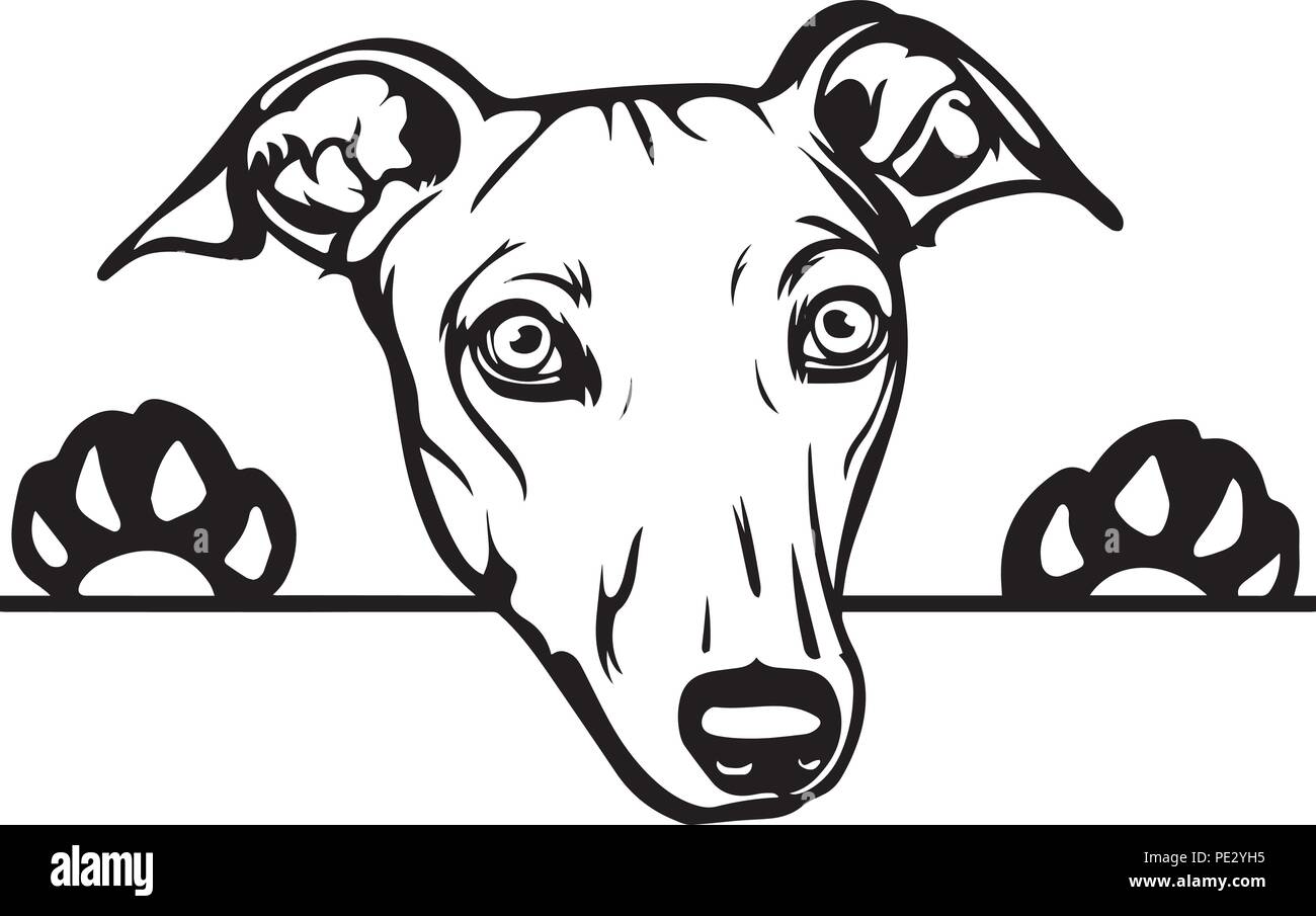 Greyhound dog cartoon illustration hi-res stock photography and images - Alamy Greyhound dog cartoon illustration hi-res stock photography and images - Alamy